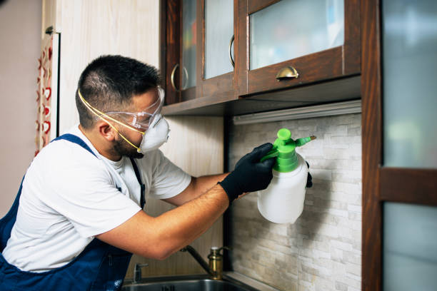 Best Wasp Removal Services  in Barron, WI