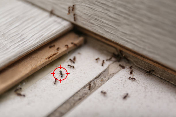 Best Pest Removal Services  in Barron, WI